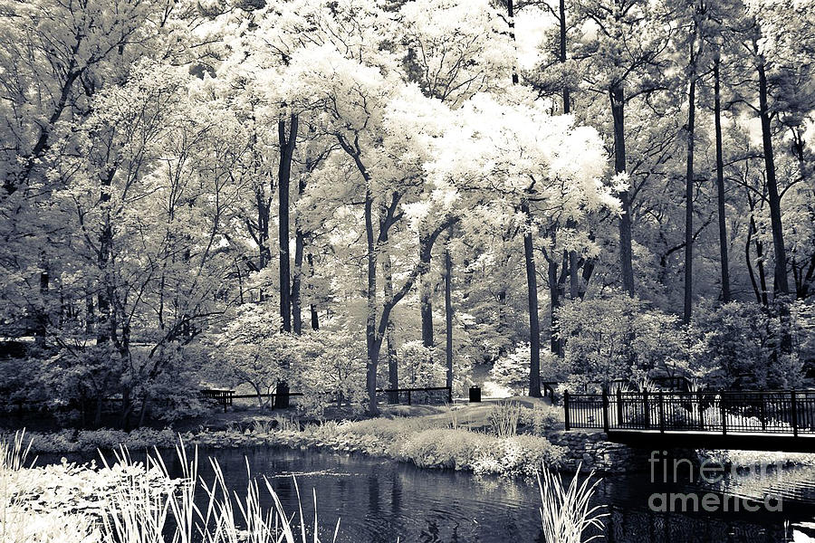 Surreal Nature Photograph - Surreal Dreamy Infrared Trees Nature Landscape by Kathy Fornal