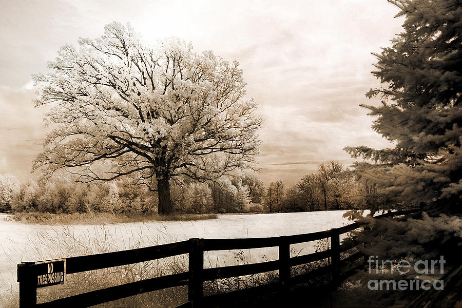 Surreal Dreamy Infrared Trees Nature Sepia Ethereal Landscape With Fence Photograph by Kathy Fornal