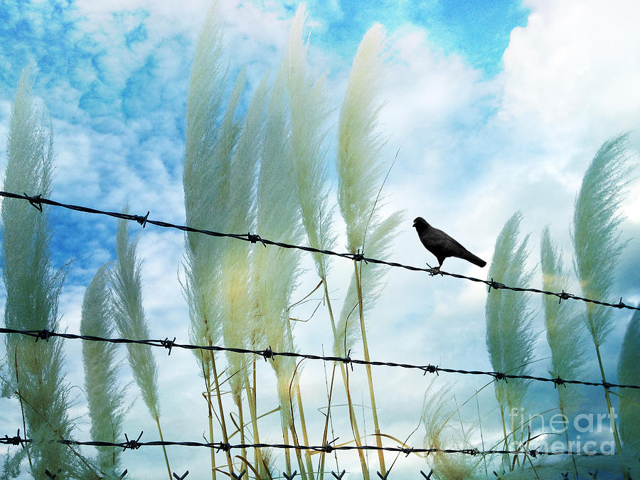 Surreal Dreamy Raven Sitting On Fence Blue Sky Photograph by Kathy Fornal