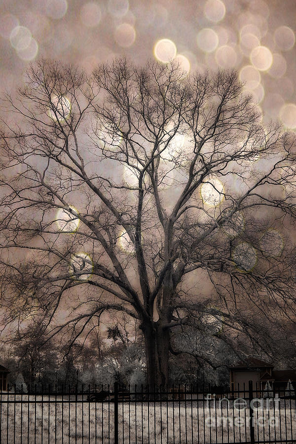 South Carolina Trees Photograph - Surreal Fantasy Gothic South Carolina Sepia Oak Trees and Fantasy Bokeh Circles by Kathy Fornal