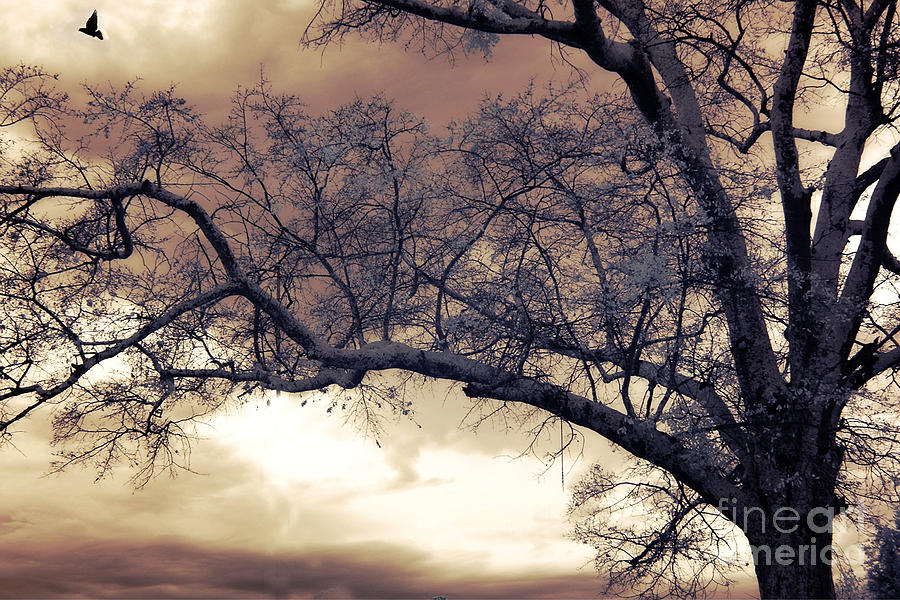 South Carolina Trees Photograph - Surreal Fantasy Gothic South Carolina Tree Bird by Kathy Fornal