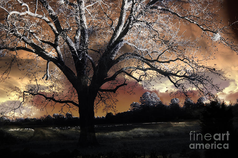 Tree Photograph - Surreal Fantasy Gothic Trees Nature Sunset by Kathy Fornal