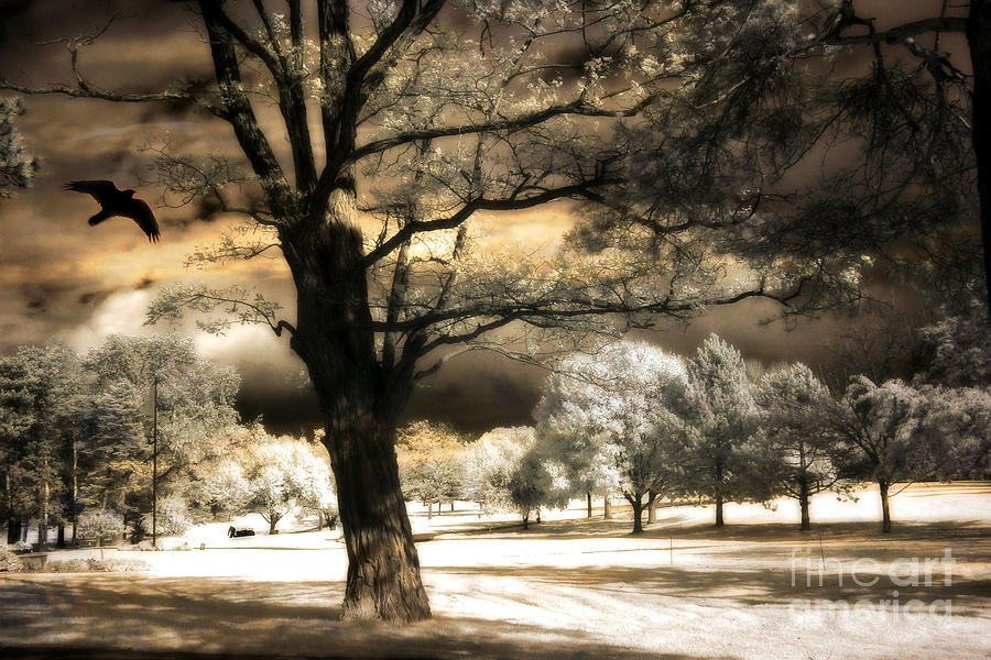 Surreal Fantasy Infrared Trees Raven Landscape  Photograph by Kathy Fornal