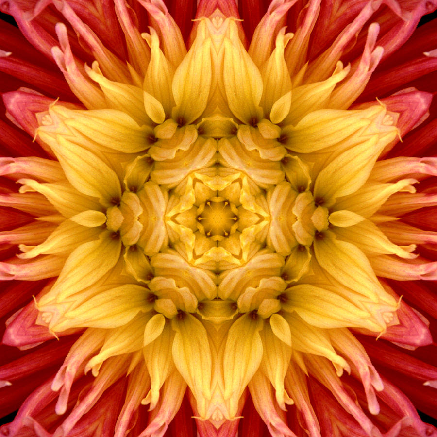 Surreal Flower No.4 Photograph by Andrew Giovinazzo