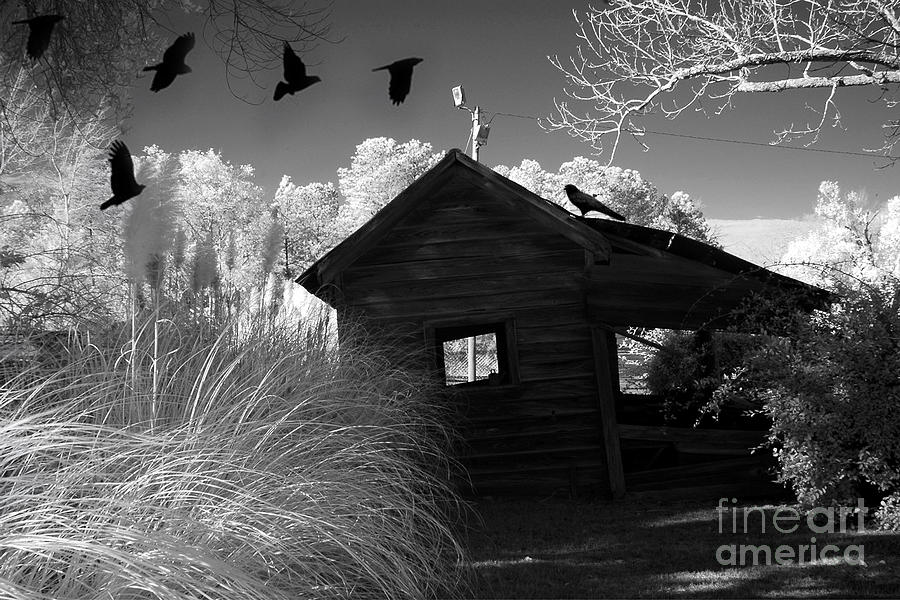 Raven Photograph - Surreal Gothic Black and White Infrared Nature Haunting Old House With Flying Ravens by Kathy Fornal