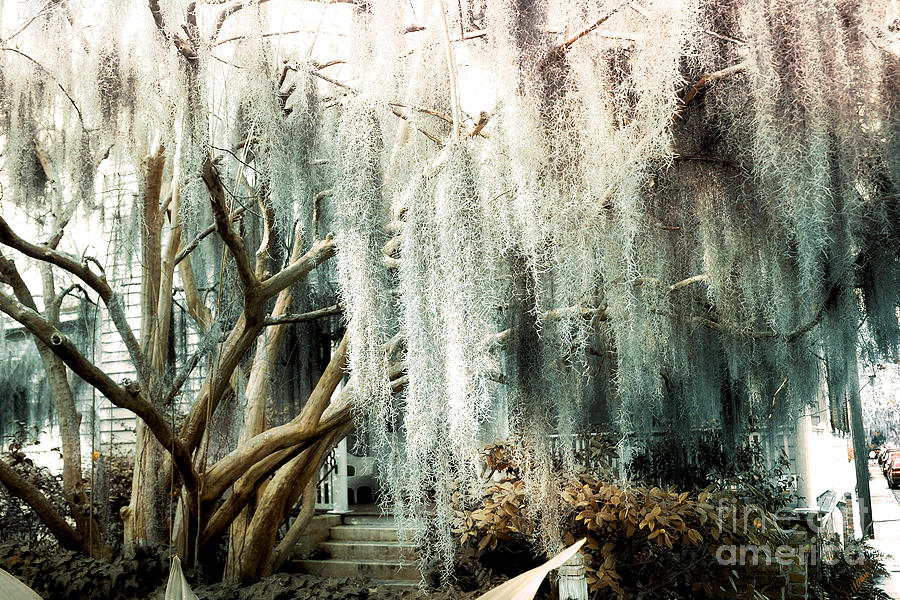 Surreal Gothic Savannah House Spanish Moss Hanging Trees - Savannah Mint Green Moss Trees Photograph by Kathy Fornal