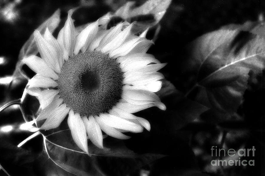 Black And White Sunflower Photograph - Surreal Haunting Black and White Sunflower by Kathy Fornal
