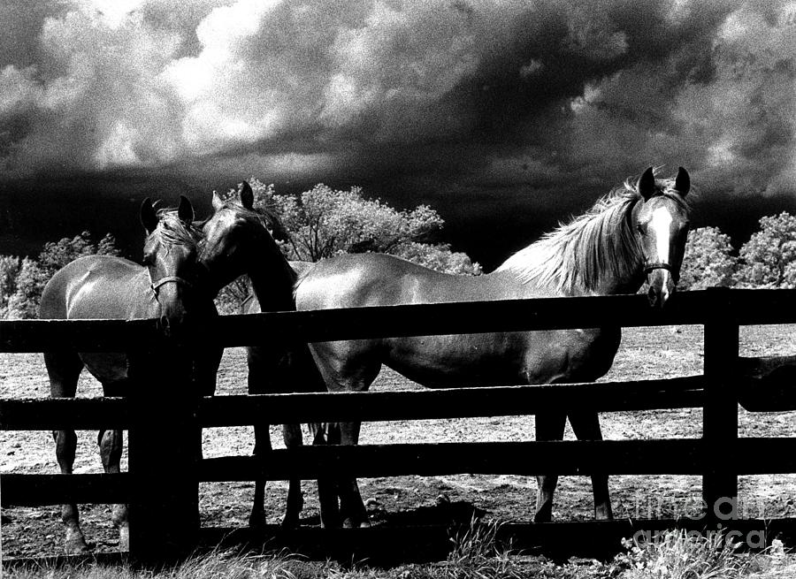 Horse Photograph - Surreal Horses Stormy Black And White Infrared Horse Landscape by Kathy Fornal