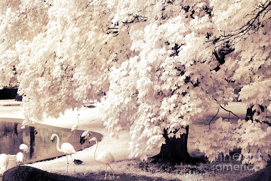 Surreal Infrared Ethereal Nature With White Flamingos - Infrared Trees and Flamingos  Photograph by Kathy Fornal