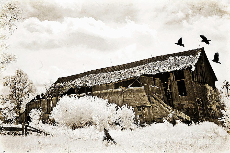Surreal Infrared Sepia Vintage Crumbling Barn With Flying Ravens - The Passage of Time Photograph by Kathy Fornal