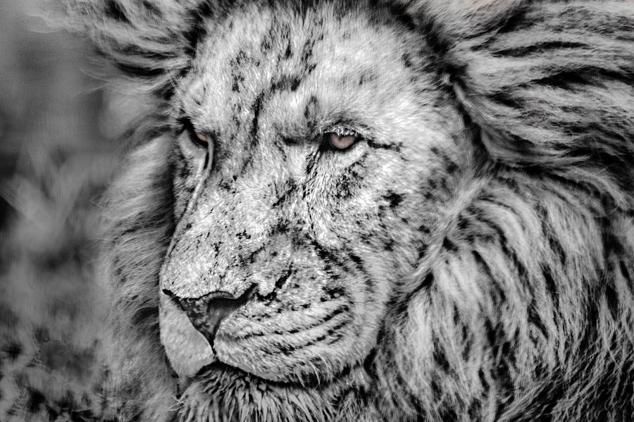 Houston Photograph - Surreal Lion by James Woody