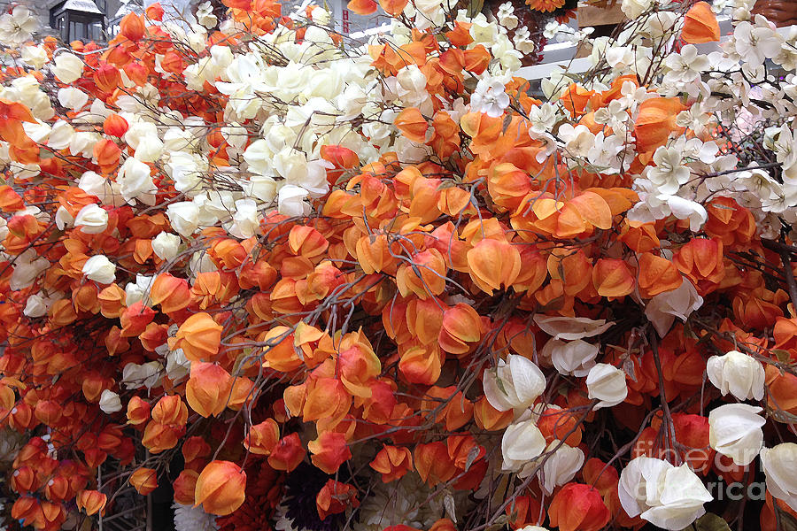 Surreal Orange and White Fall Leaves Branches and  Flowers - Colors of Autumn Fall Leaves  Photograph by Kathy Fornal