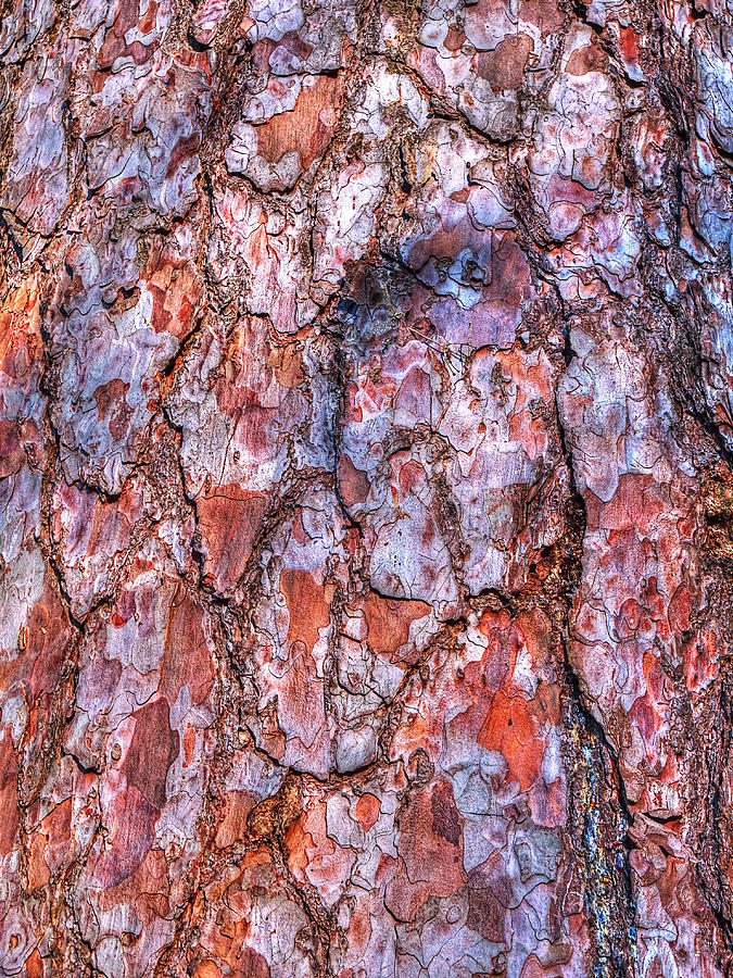 Surreal Patterned Bark Photograph by Gill Billington