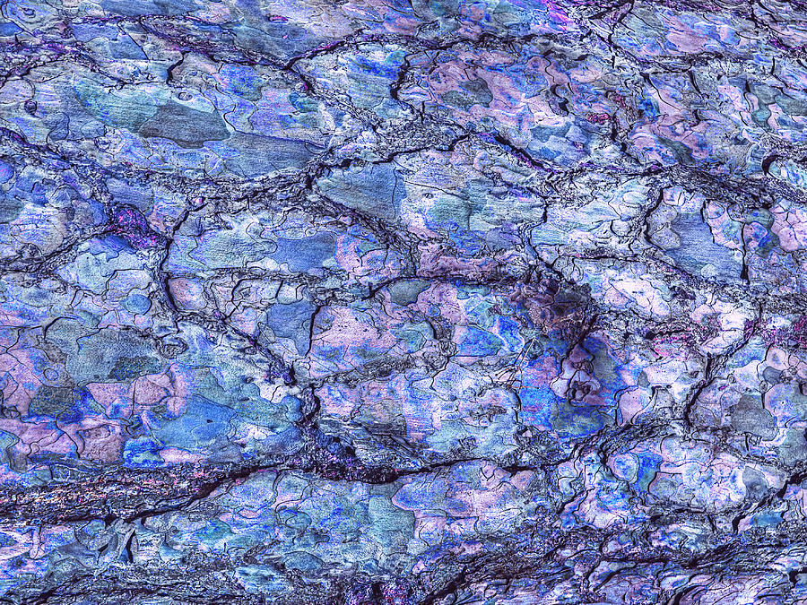 Surreal Patterned Bark in Blue 2 Photograph by Gill Billington