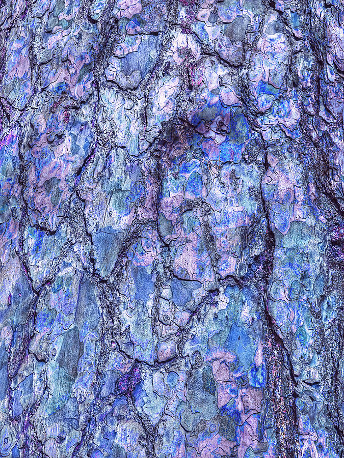 Surreal Patterned Bark in Blue Photograph by Gill Billington