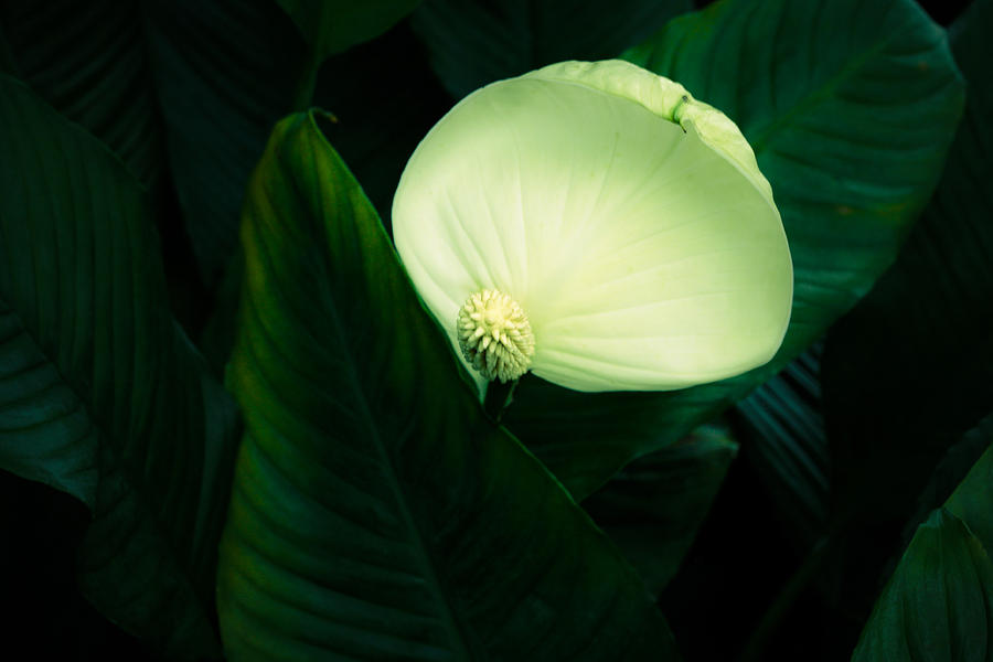 Surreal Peace Lily Photograph by Marilyn Hunt