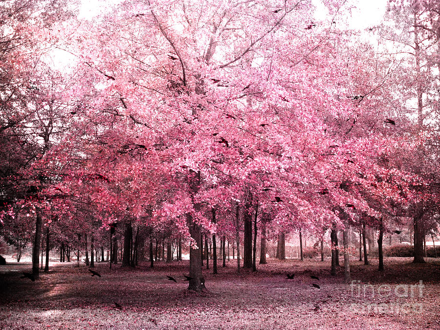 South Carolina Trees Photograph - Surreal Pink Tree Landscape - South Carolina Pink Nature Landscape by Kathy Fornal