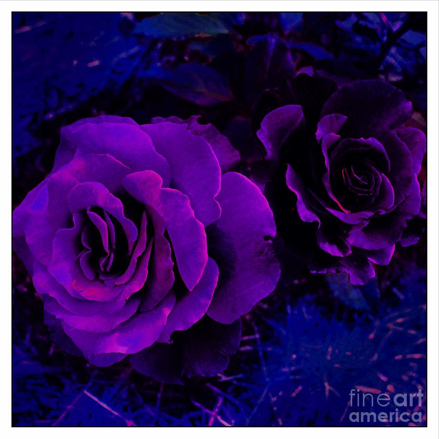 Surreal Purple Rose Photograph by Barbara A Griffin