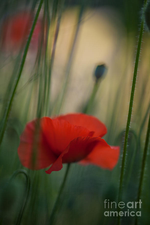 Poppy Photograph - Surrealistic Red by Mike Reid