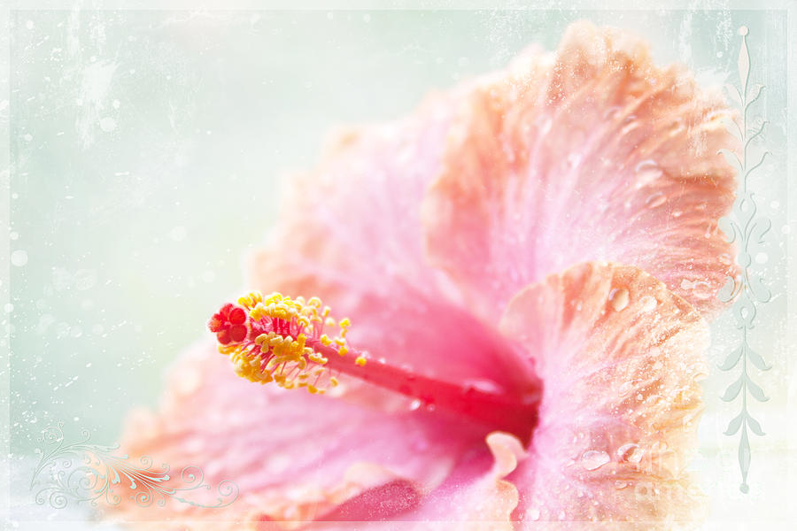 Flower Photograph - Surrender to Mystery is the Highest Optimism  by Sharon Mau