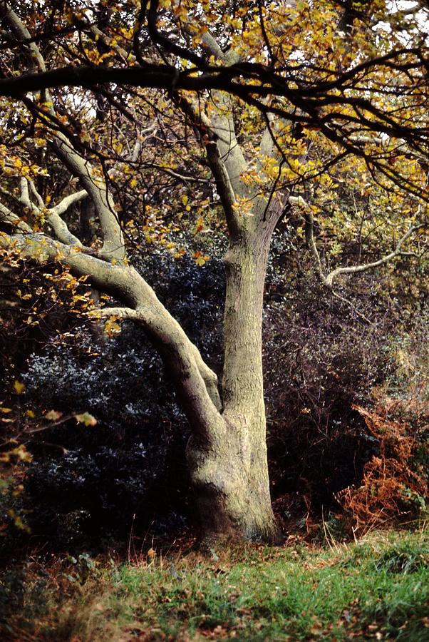 Tree Photograph - Surrey Tree by Terence Nunn