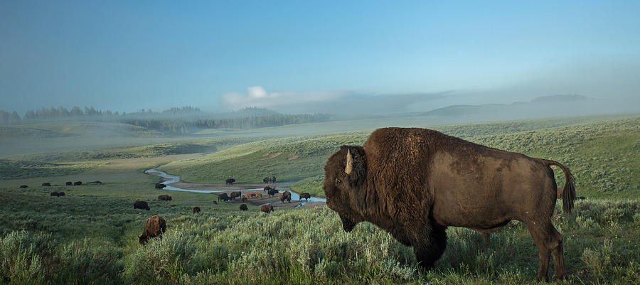 Bison Photograph - Surveying his Kingdom by Sandy Sisti