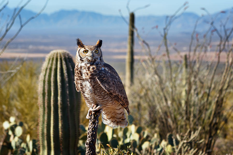Surveying the Sonoran Photograph by Kathleen Bishop