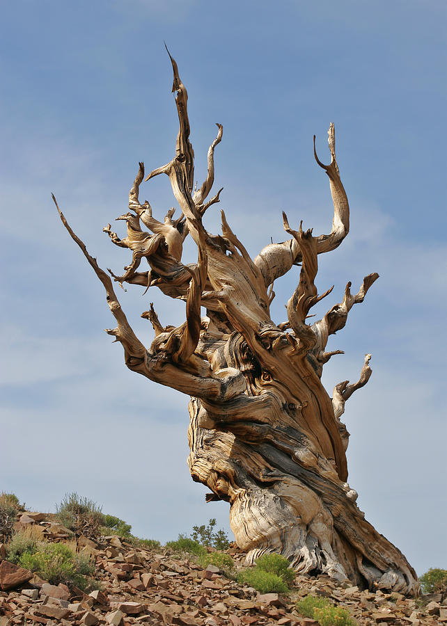 Tree Photograph - Survival Expert Bristlecone Pine by Alexandra Till