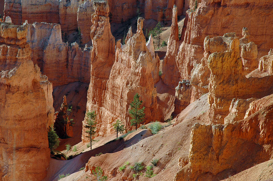 Survival of the Trees in Bryce Canyon Photograph by Bruce Gourley