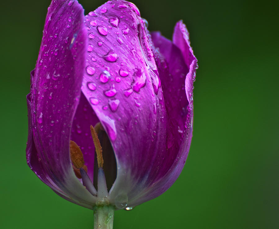 Surviving the Storm Photograph by Amy Simoneau - Fine Art America