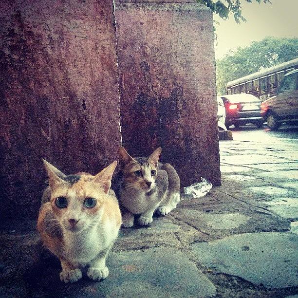 Cat Photograph - Surviving The World (1) #cat #cats by Ankit Ajmera