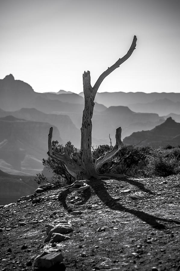 Grand Canyon National Park Photograph - Survivor by Cat Connor
