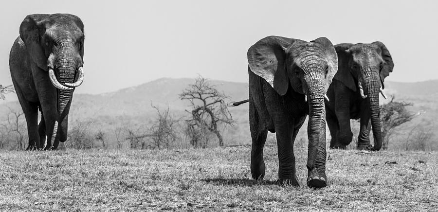 Elephant Photograph - Survivors by Nadya Ost