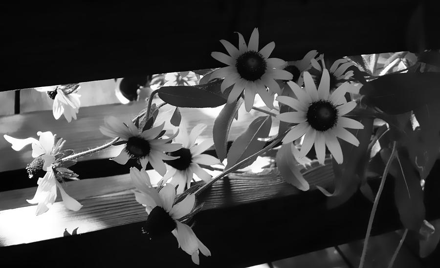 Susans in Black and White Photograph by Ellen Tully