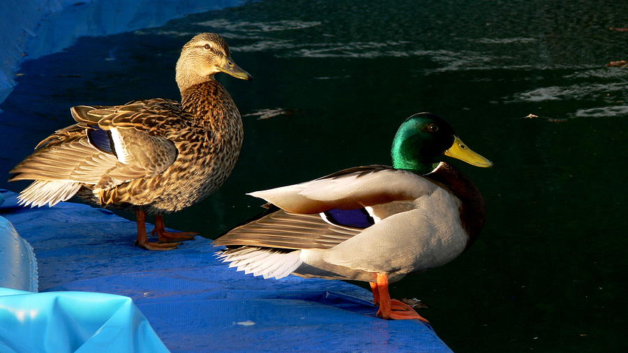 Duck Photograph - Susie Sammy by Doug Norkum