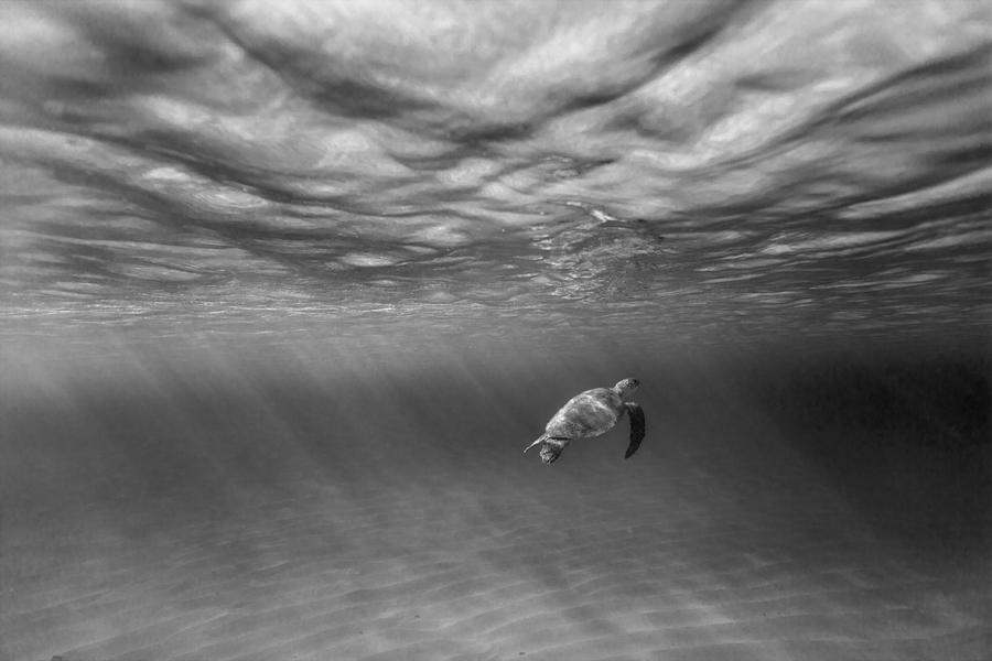 Turtle Photograph - Suspended animation. by Sean Davey