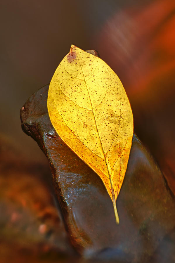 Suspended Autumn Leaf Photograph by Gary Slawsky