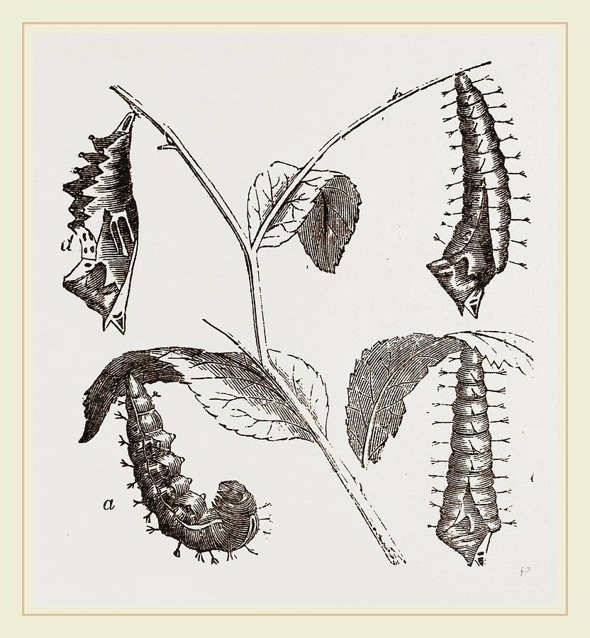 Suspended Caterpillars And Chrysalis Drawing by Litz Collection Fine