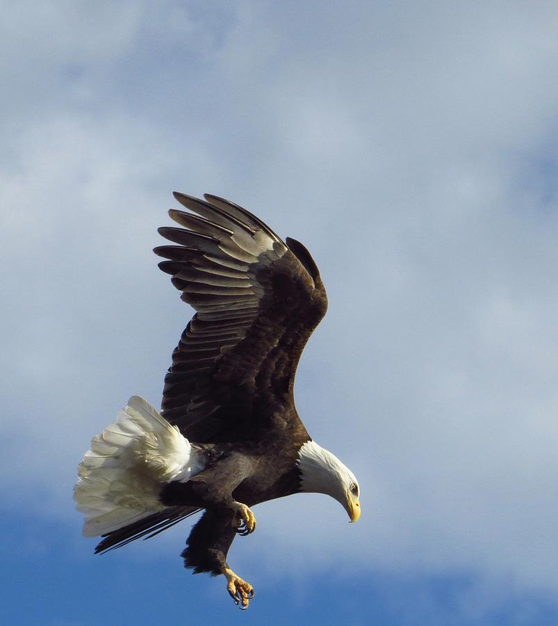 Bald Eagle Photograph - Suspended In The Heavens by Lori Frisch