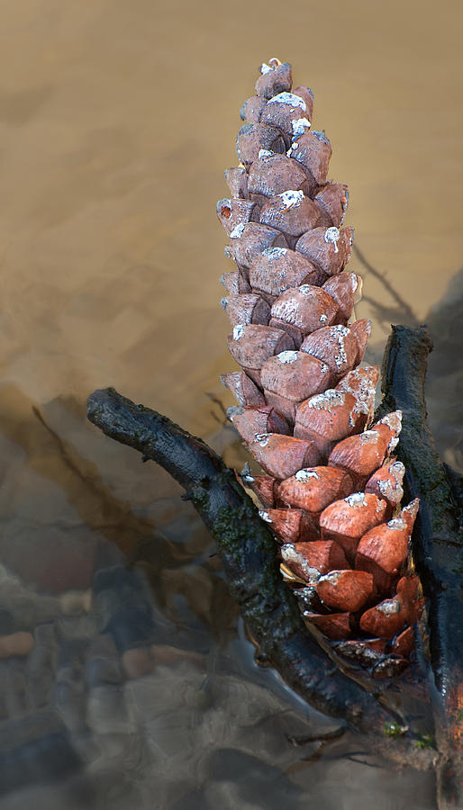 Suspended Pine Cone Photograph by Gary Slawsky