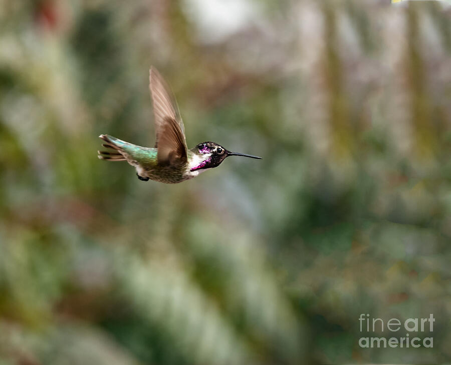 Bird Photograph - Suspended by Robert Bales