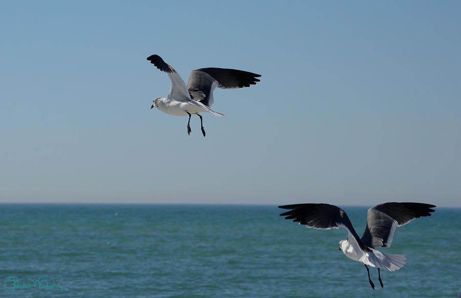 Seagull Photograph - Suspense II by Susan Molnar