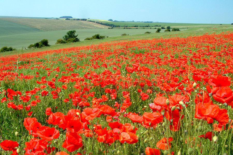 Sussex Downs Poppies Photograph by John Topman