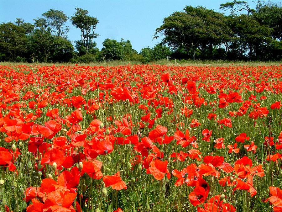 Sussex Poppies 2 Photograph by John Topman