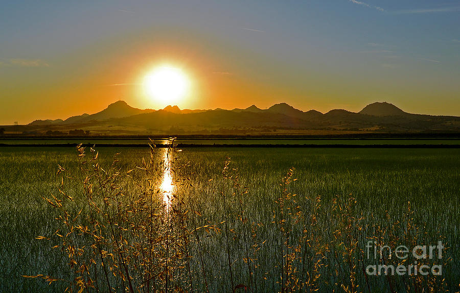 Sunset Photograph - Sutter Buttes rice field inspirations by Michelle Zearfoss