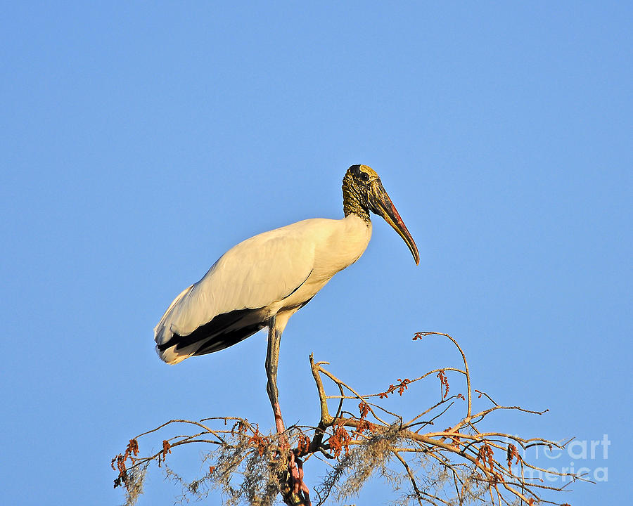 Stork Photograph - Suwannee Stork by Al Powell Photography USA