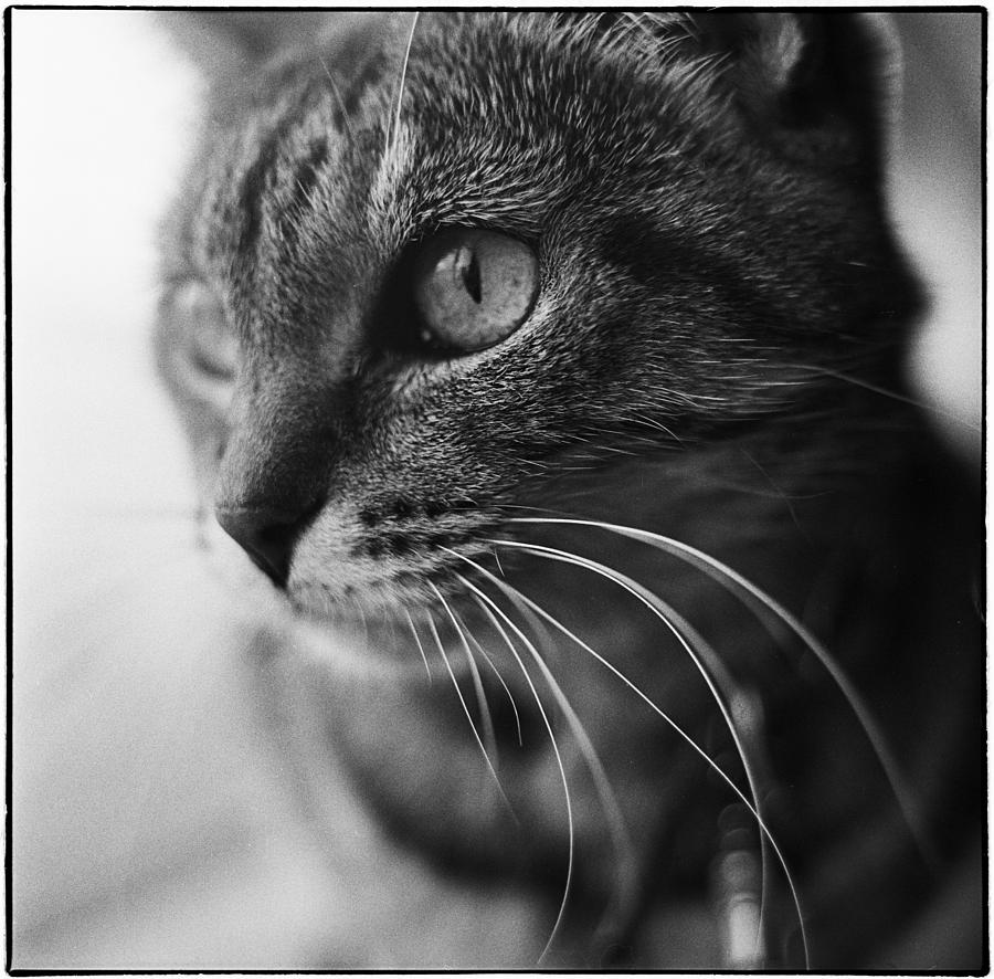 Cat Photograph - Suzie by Hans Mauli