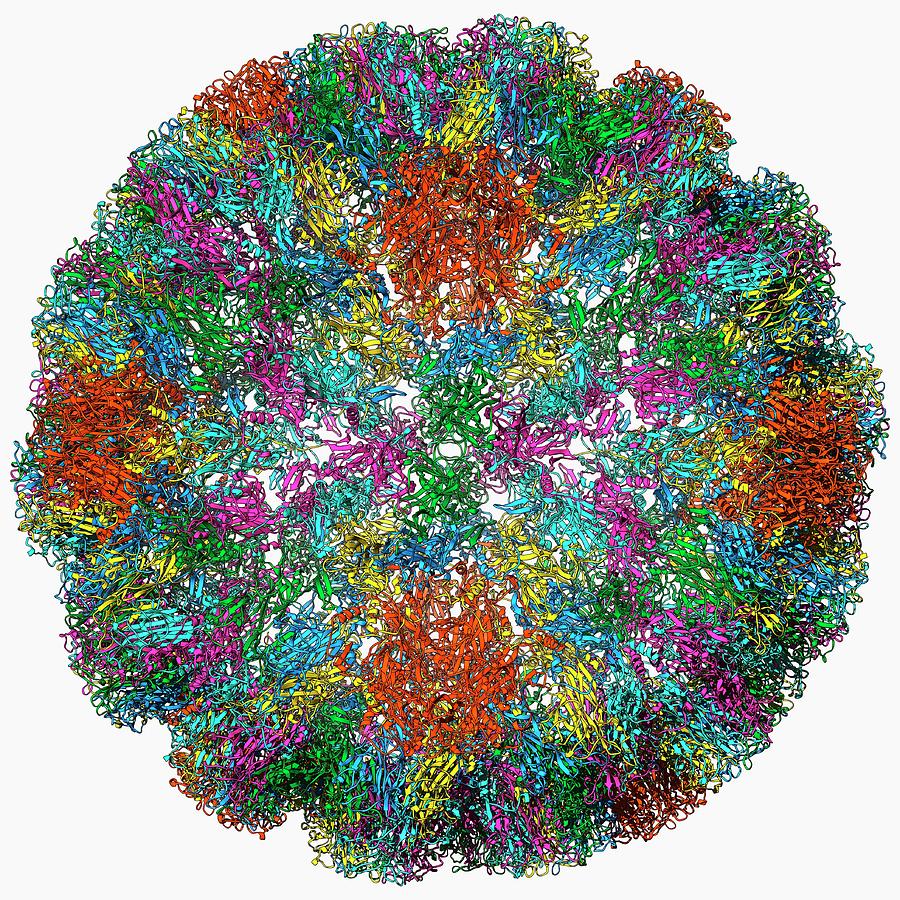 Sv40 Virus Capsid Photograph by Laguna Design/science Photo Library