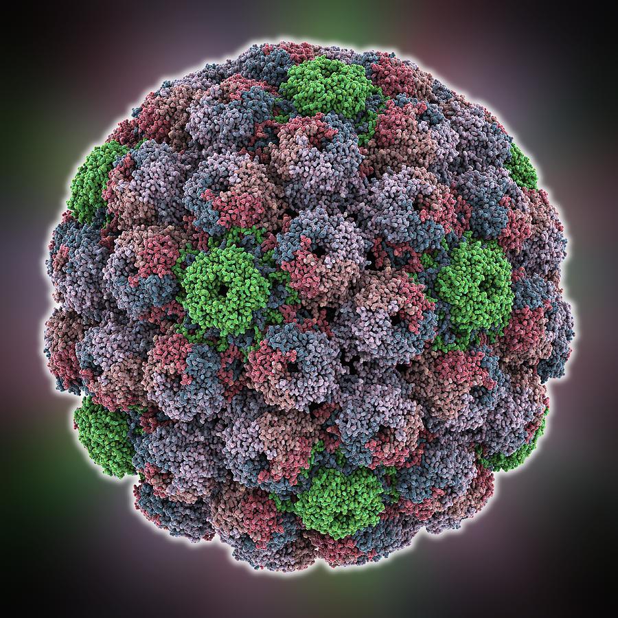 SV40 virus capsid, molecular model Photograph by Science Photo Library