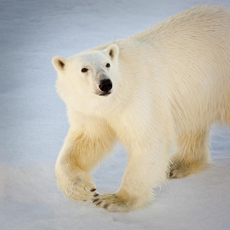 Svalbard, Norway Photograph by Janet Muir - Fine Art America